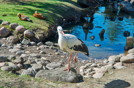 Stork In the environment. close upの写真素材
