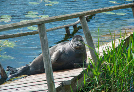 Sleeping Seal Sea in summer,  Shallow depth-of-field.の写真素材