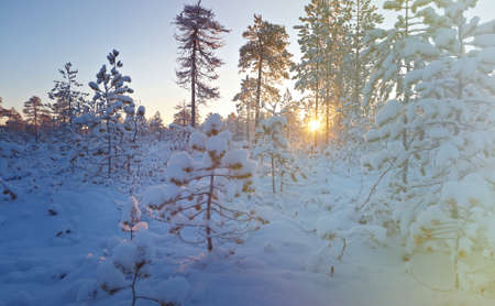 Winter snowy forest at sunset. Beautiful Christmas landscapeの写真素材