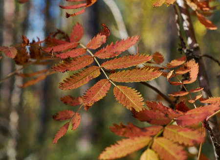 View of autumn European forest , Yellow leaves rowan, Shallow depth-of-fieldの写真素材