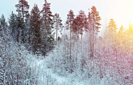 Winter scene .Frozenned flower .pine forestの写真素材