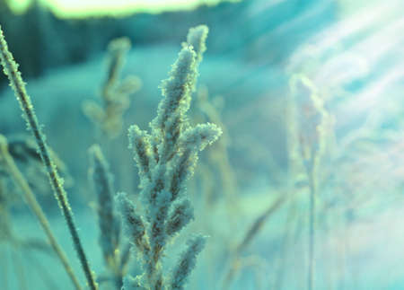 Winter scene .Frozenned flower .pine forest and sunset