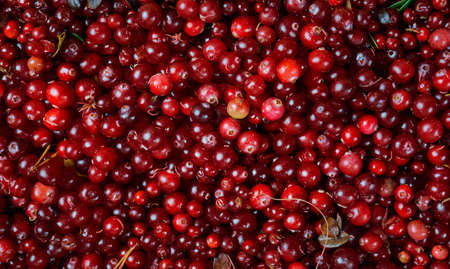 Cowberry cranberry texture , Wild berries close up 