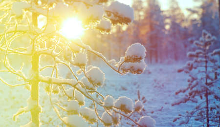 Winter snowy forest at sunset. Beautiful Christmas landscape.Shallow depth-of-field.の写真素材