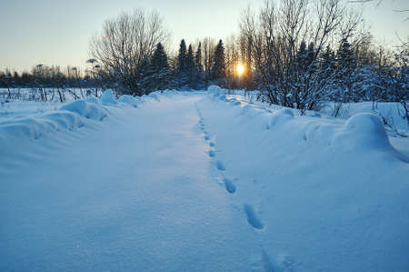 Traces of a wolf on a winter road. Countryside, Russiaの写真素材