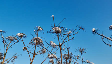 Winter beauty scene, Frozen plants against the background of the evening sky.の写真素材