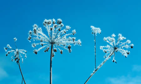 Crystal snow-flowers against the blue sky. Winter wonder of nature crystals of frost.Winter scene landscapeの写真素材