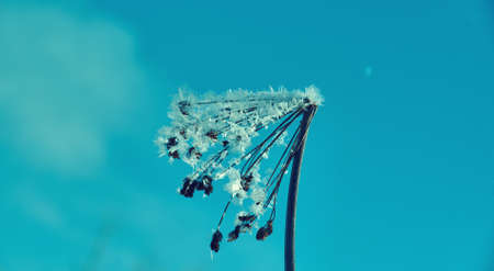 Crystal snow-flowers against the blue sky. Winter wonder of nature crystals of frost.Winter scene landscapeの写真素材