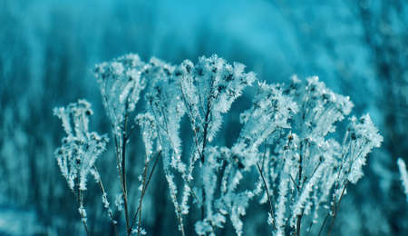 Crystal snow-flowers against the blue sky. Winter wonder of nature crystals of frost.Winter scene landscapeの写真素材