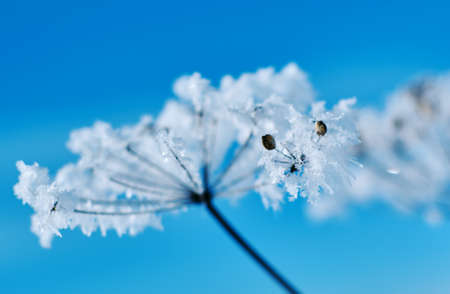 Crystal snow-flowers against the blue sky. Winter wonder of nature crystals of frost.Winter scene landscapeの写真素材
