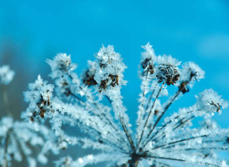 Crystal snow-flowers against the blue sky. Winter wonder of nature crystals of frost.Winter scene landscapeの写真素材