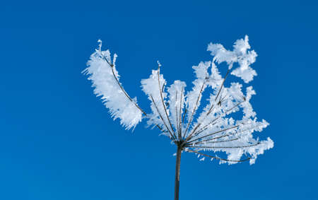 Crystal snow-flowers against the blue sky. Winter wonder of nature crystals of frost.Winter scene...