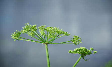 Angelica plan. Close-up . Shallow depth-of-field
