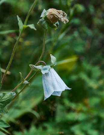 Adenophora himalayana  alpine meadows or scrub