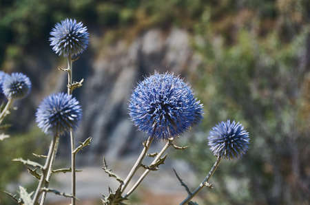 Echinops chantavicus east to central Asia