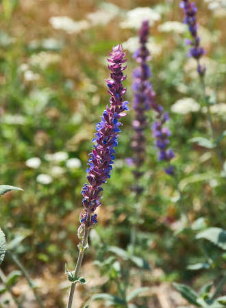 Salvia deserta  perennial plant that is native to Xinjiang province in China, and the countries of Kazakhstan and Kyrgyzstanの写真素材