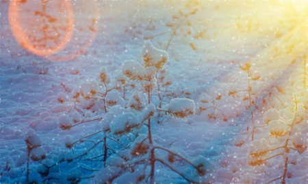 Winter snowy forest at sunset. Beautiful Christmas landscape.Shallow depth-of-field.