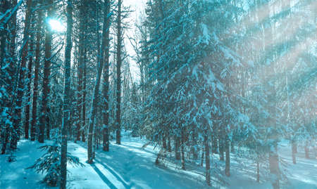 beautiful winter rural landscape with forest sun and snow.