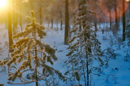 winter landscape with the pine forest and sunsetの写真素材