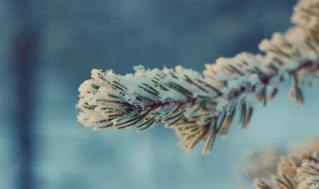 Pine snow branch, winter landscape with the pine forest and sunset, Shallow depth-of-fieldの写真素材