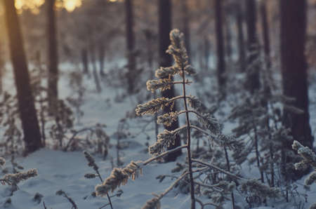 winter landscape with the pine forest and sunsetの写真素材