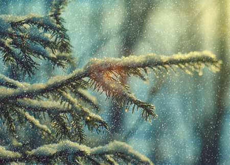 Winter  Beautiful Christmas landscape, snowy branch of spruce, Shallow depth-of-field