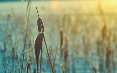 Winter  Beautiful Christmas landscape, snow reed against a sunset, Shallow depth-of-fieldの写真素材
