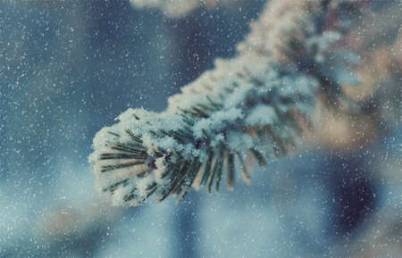 Pine snow branch, winter landscape with the pine forest and sunset, Shallow depth-of-field