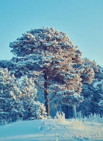 Beautiful Christmas landscape,  winter with the pine forestの写真素材