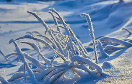 Beautiful Christmas landscape,  winter forest  with the pine
