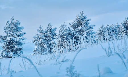 Beautiful Christmas landscape,  winter  pine forest seaside dunesの写真素材