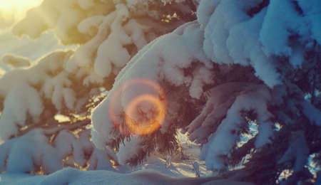 Beautiful Christmas landscape,  winter pine forestの写真素材