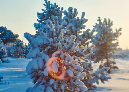 Beautiful Christmas landscape,  winter  the pine forest