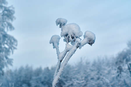 Beautiful Christmas landscape, Against the sunset sky,  Snow covered tree branchesの写真素材