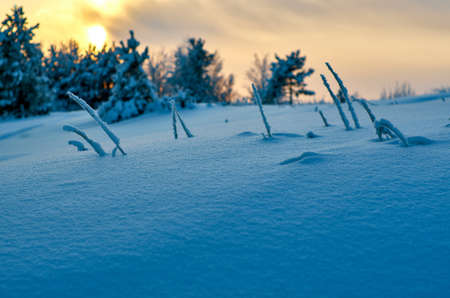 Beautiful Christmas landscape,  winter  pine forest seaside dunesの写真素材