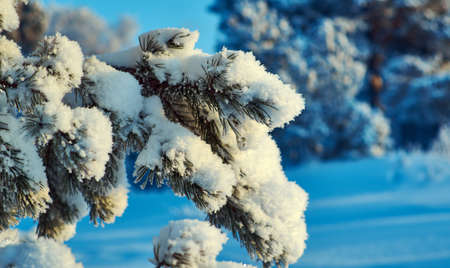 Beautiful Christmas landscapeÐ± winter landscape with the pine forest , Snow covered tree branchesの写真素材
