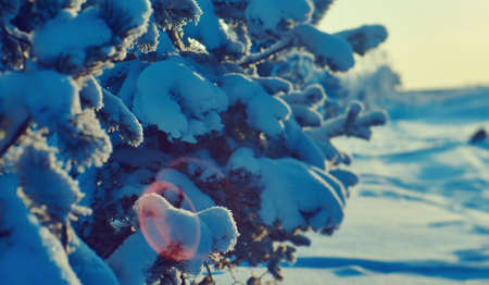 Beautiful Christmas landscape, winter the pine forest