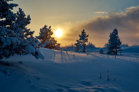 Beautiful Christmas landscape,  winter the pine forest
