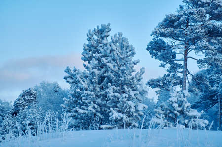 Beautiful Christmas landscape,  winter the pine forest