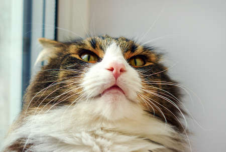 Portrait adult  striped emotions cat on the windowsill indoorsの写真素材