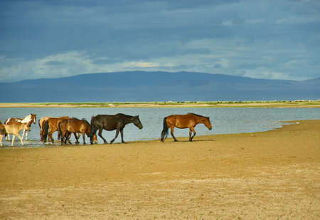 Sands Mongol Els, Herd of animals grazed on the grassの写真素材