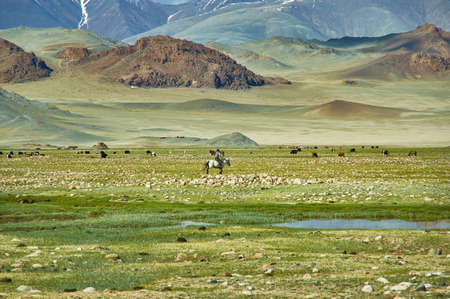 Mongolian Altai. Nomad drives herd to pasture  Scenic valley on the background of the snowcapped...