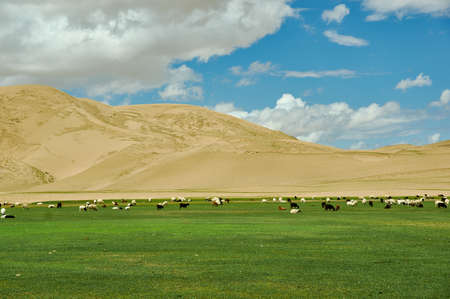 Sands Mongol Els, Herd of animals grazed on the grassの写真素材