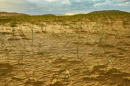 Mongolia. Sands Mongol Els, sandy dune desert, bright sunny dayの写真素材