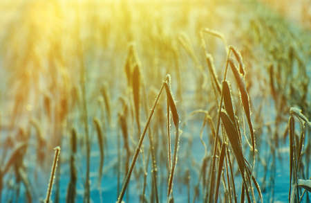 Winter  Beautiful Christmas landscape, snow reed against a sunset, Shallow depth-of-fieldの写真素材
