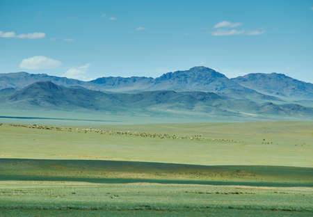 herd of sheep and goats graze in Mongolian steppe, Mongolia, Uvs Provinceの写真素材