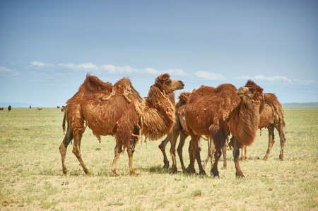 Bactrian or two-humped camel Gobi desert, Mongoliaの写真素材