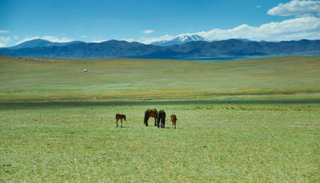 Mare with a cute foal on the pasture, Typical Mongolian landscape, Uvs Province in Mongoliaの写真素材