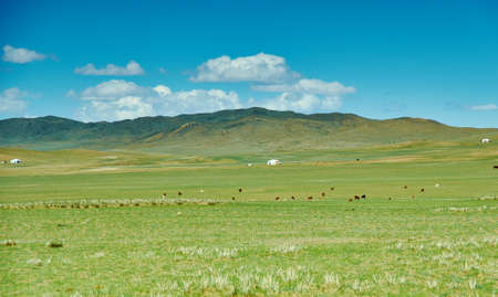 herd of sheep and goats graze in Mongolian steppe, Mongolia, Uvs Provinceの写真素材