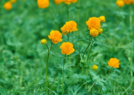 Trollius altaicus is an ornamental plant of the family Ranunculaceae, which is native of Asia and Europeの写真素材